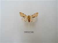 藏品(棍棒污燈蛾)的圖片